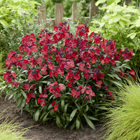 Erysimum Colour Vibe Red ® - Muurbloem 'Colour Vibe Red®' - Balkon- en terrasbloemen