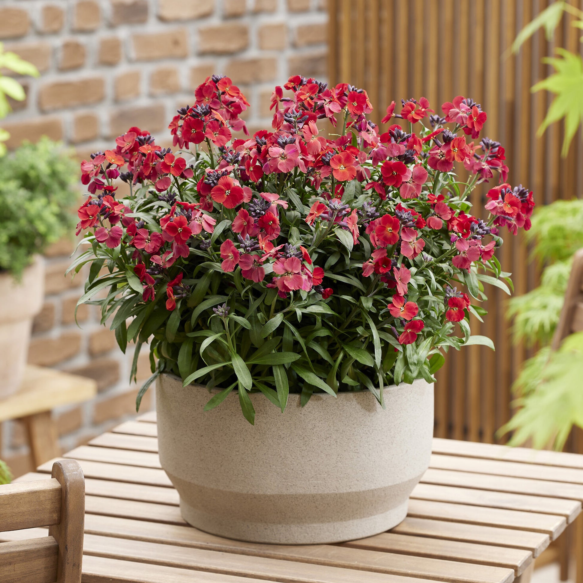 Muurbloem 'Colour Vibe Red®' - Bakker