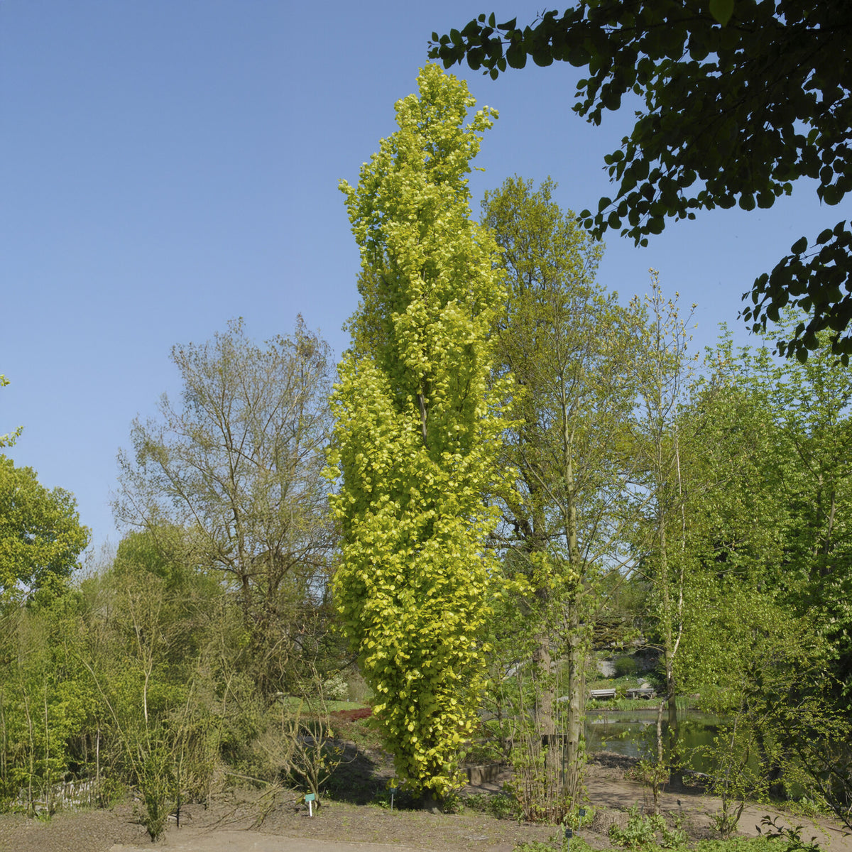 Gele zeilbeuk - Bakker