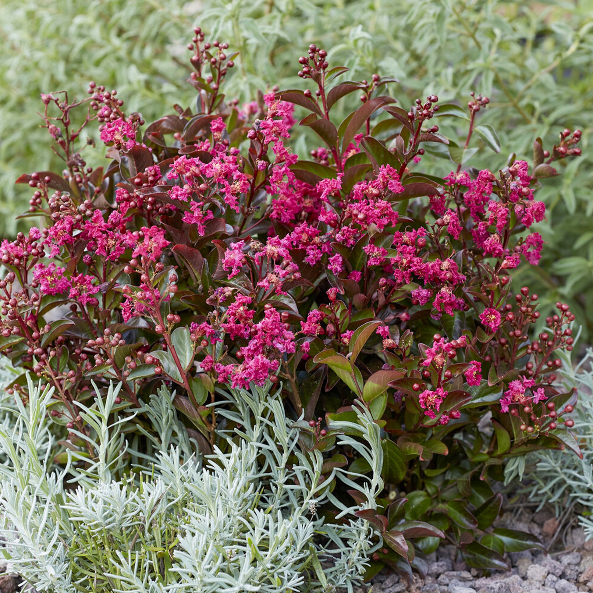 Indische sering Berry Dazzle® - Lagerstroemia indica Berry Dazzle® - Bakker