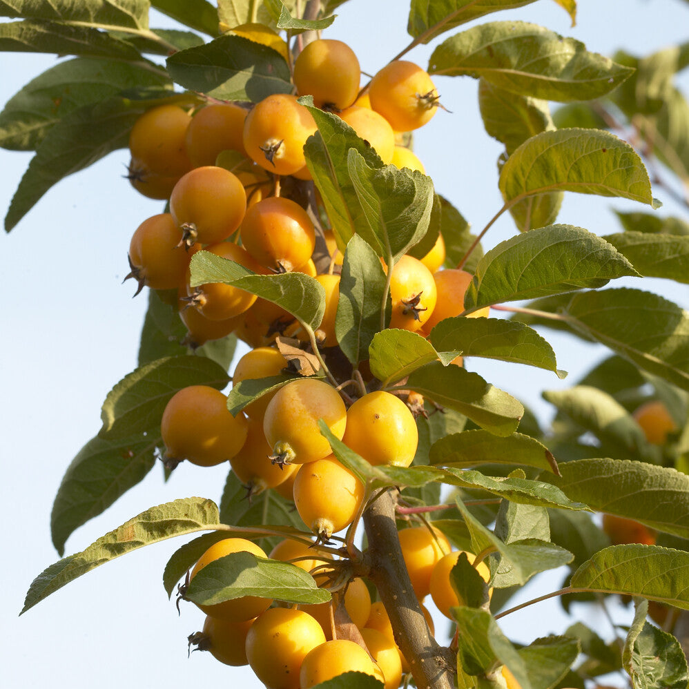 Sierappel 'Golden Hornet' - Bakker
