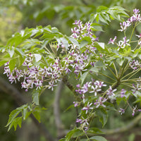 Verkoop Melia azedarach / Kralenboom - Melia azedarach