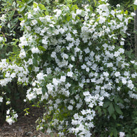 Boerenjasmijn 'Natchez' - Philadelphus x virginalis Natchez - Bakker