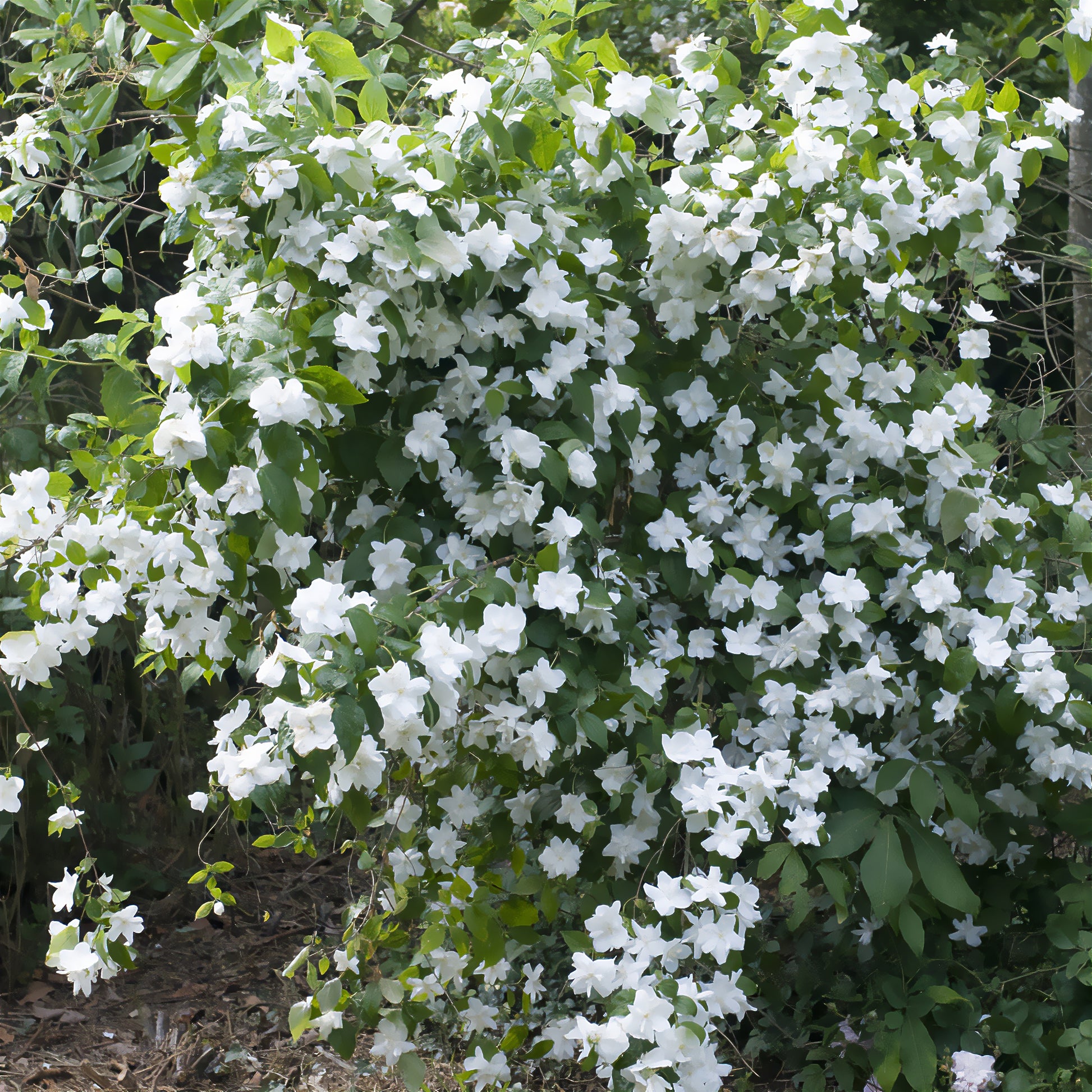 Boerenjasmijn 'Natchez' - Philadelphus x virginalis Natchez - Bakker