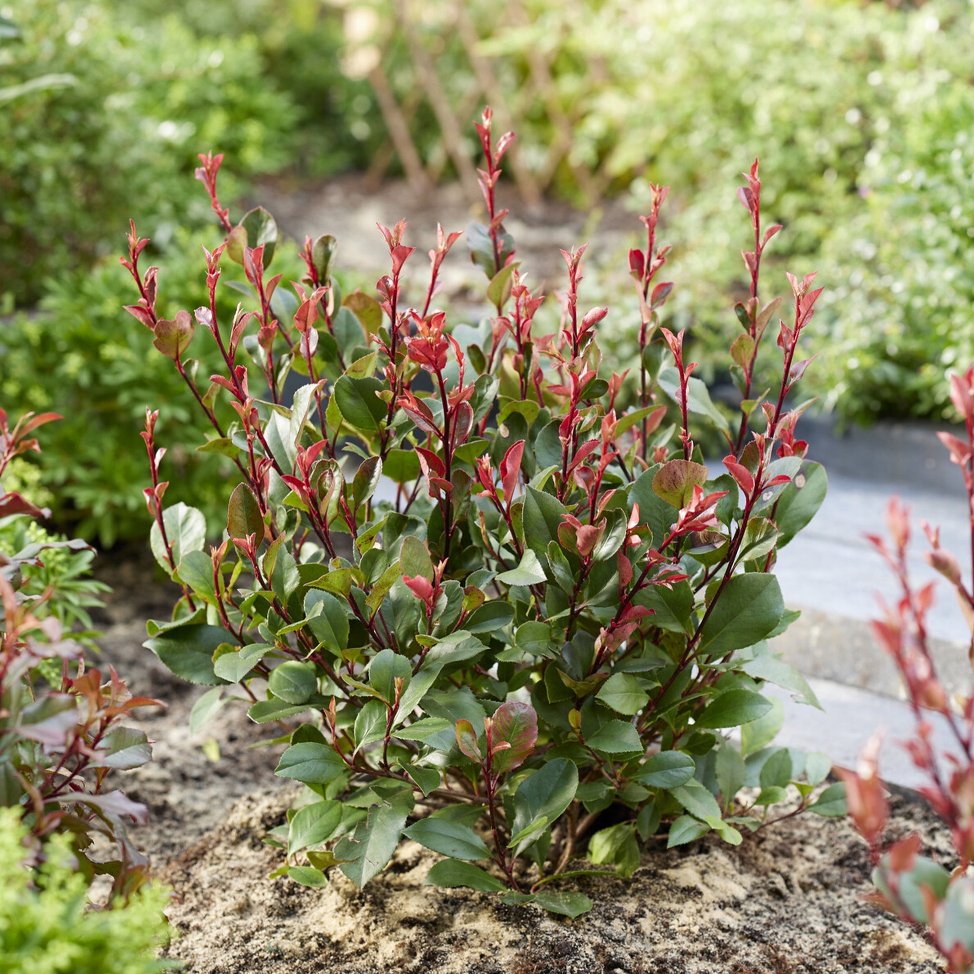 Glansmispel 'Little Red Robin' - Photinia x fraseri Little Red Robin - Bakker