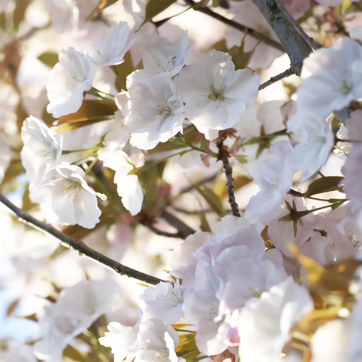 Japanse sierkers 'Sunset Boulevard' - Bakker