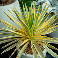 Yucca filamentosa Citrus twist® / Palmlelie - Yucca gloriosa Citrus Twist ® - Bakker