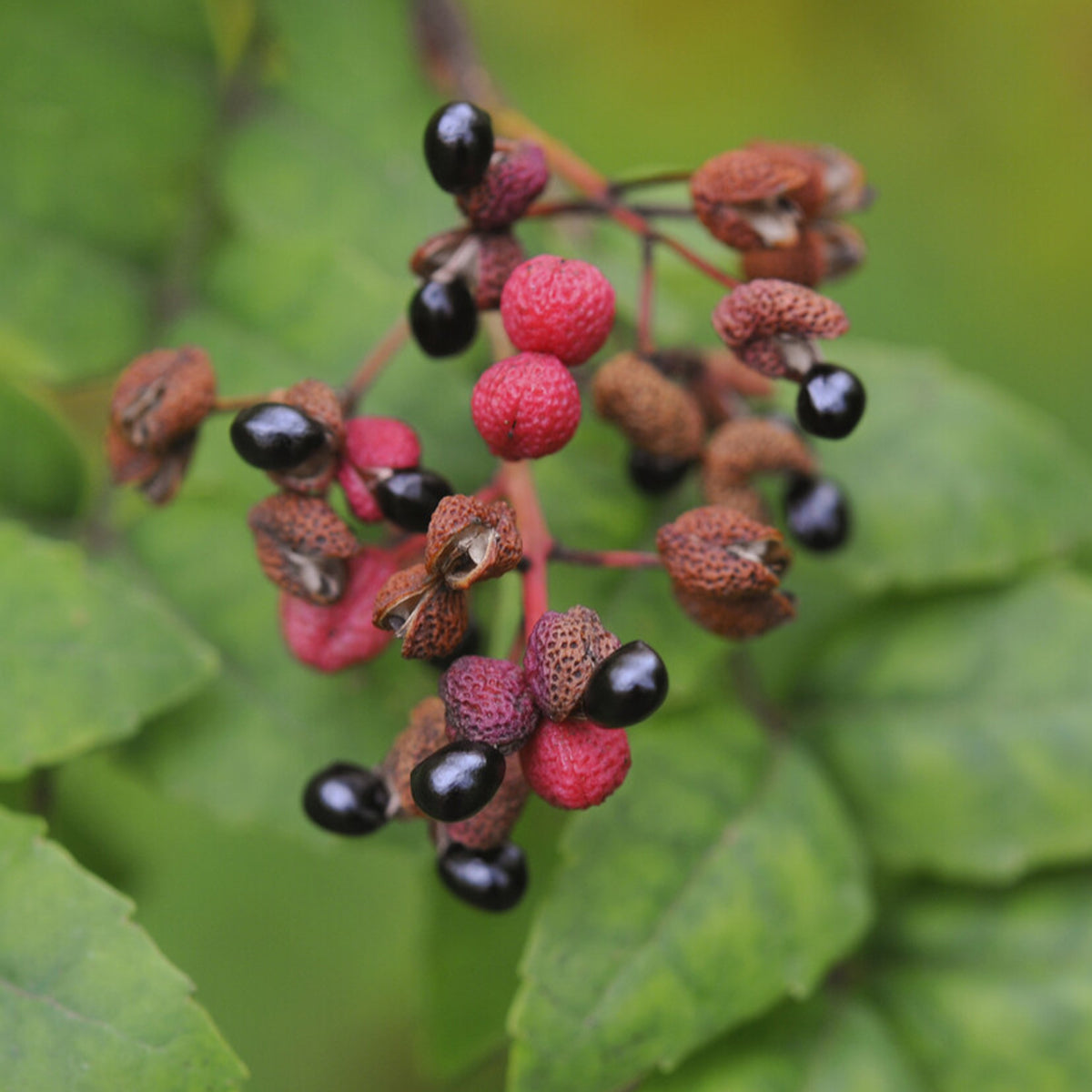 Japanse peperboom - Zanthoxylum piperitum - Bakker
