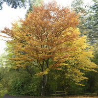Japanse zelkove / Japanse schijniep - Bakker