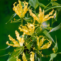 Gloriosa Lutea /  Klimlelie - Bakker