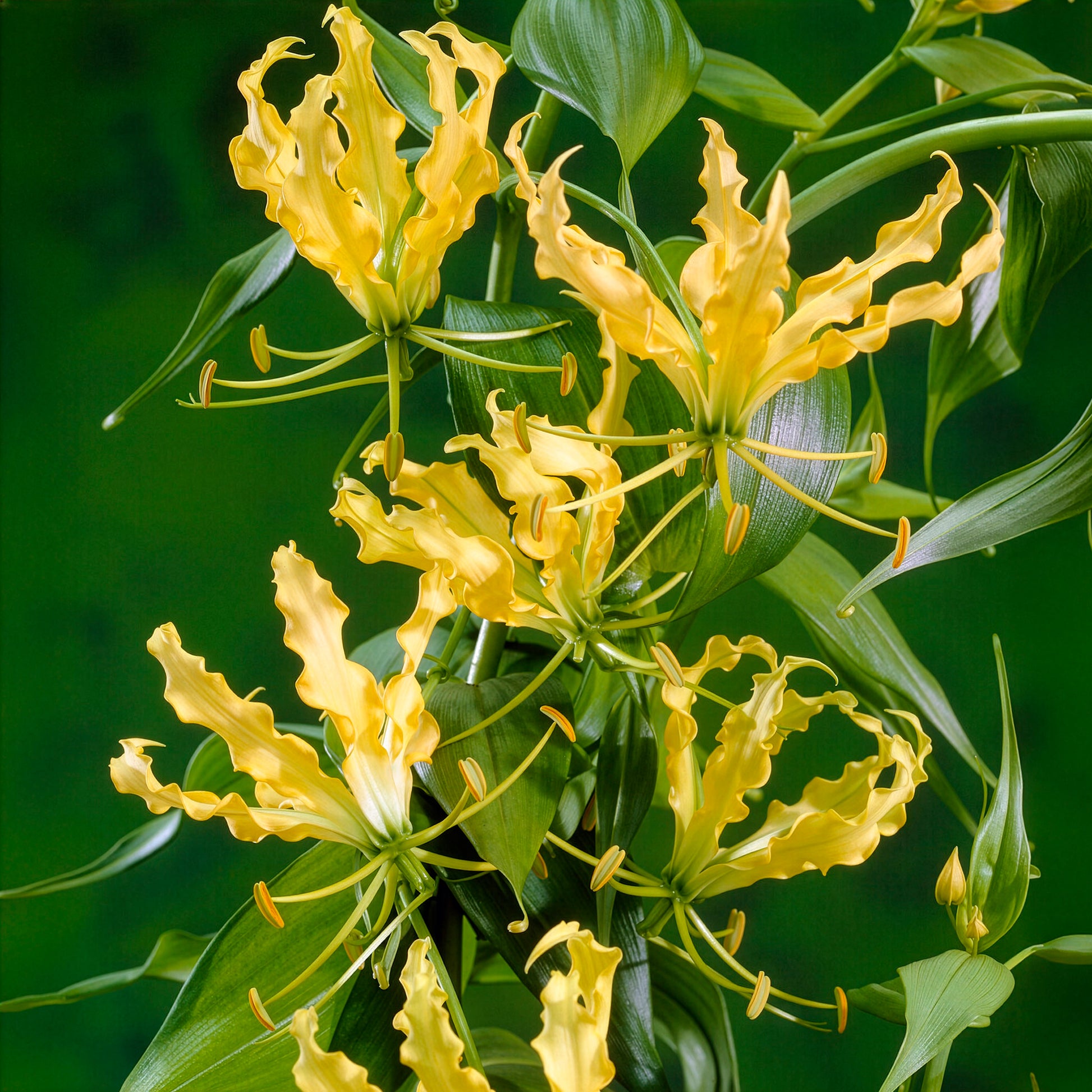 Gloriosa Lutea /  Klimlelie - Bakker