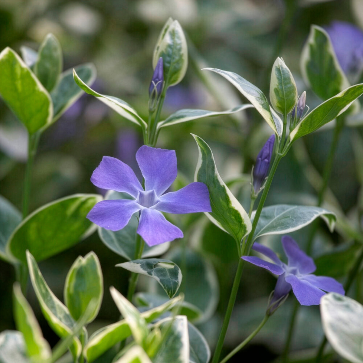 Verkoop Grote maagdenpalm Variegata - Vinca major Variegata