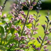 Baptisia Pink Truffles - Valse indigo Pink Truffles - Baptisia