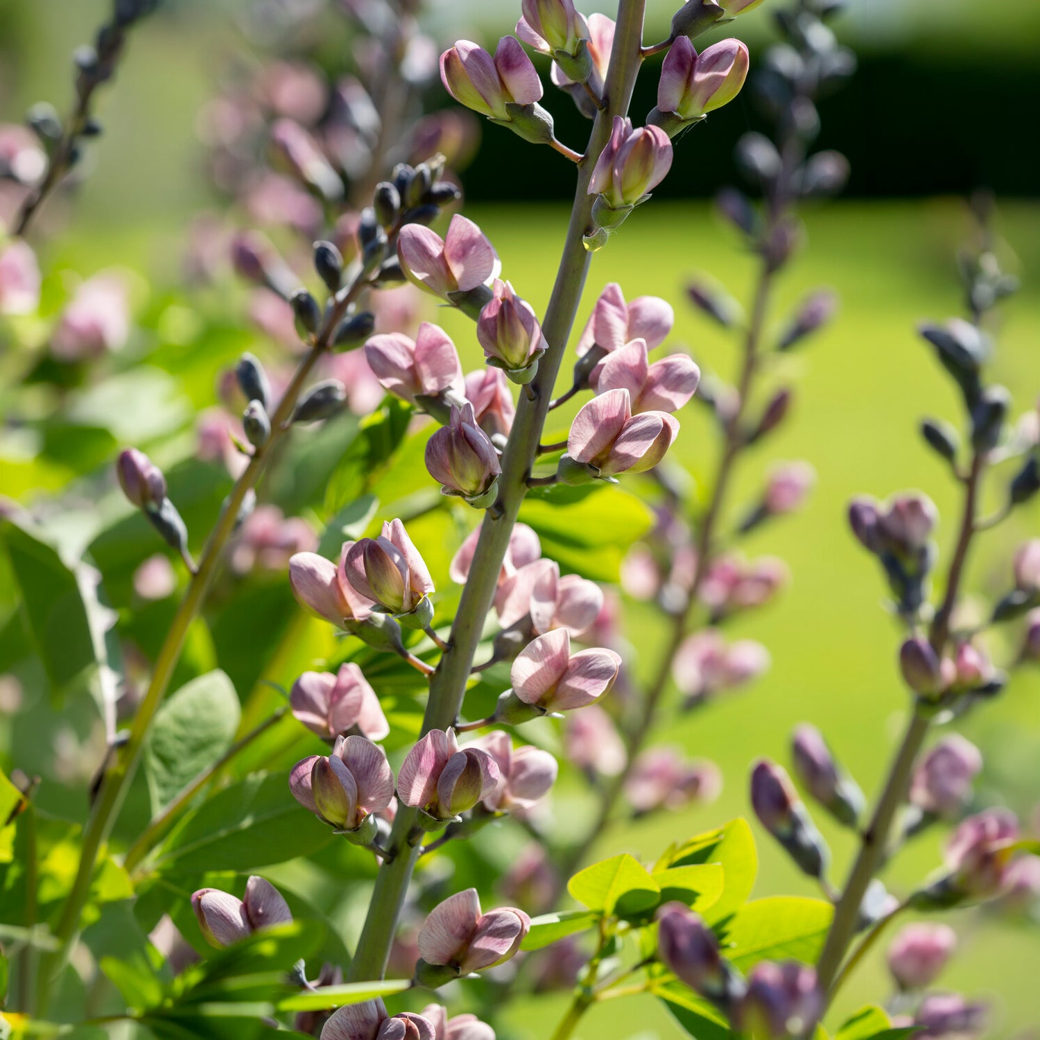 Baptisia Pink Truffles - Valse indigo Pink Truffles - Baptisia