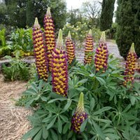 Lupine Manhattan Lights® - Lupinus Manhattan Lights® - Bakker