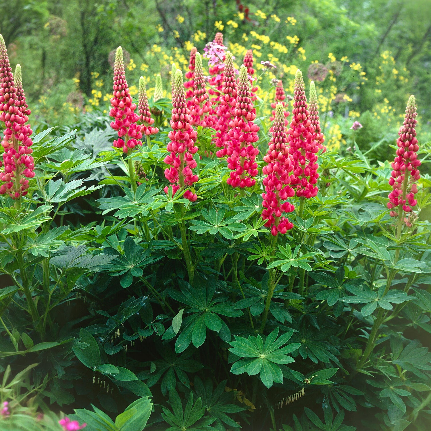 Verkoop Lupine The pages - Lupinus The Pages
