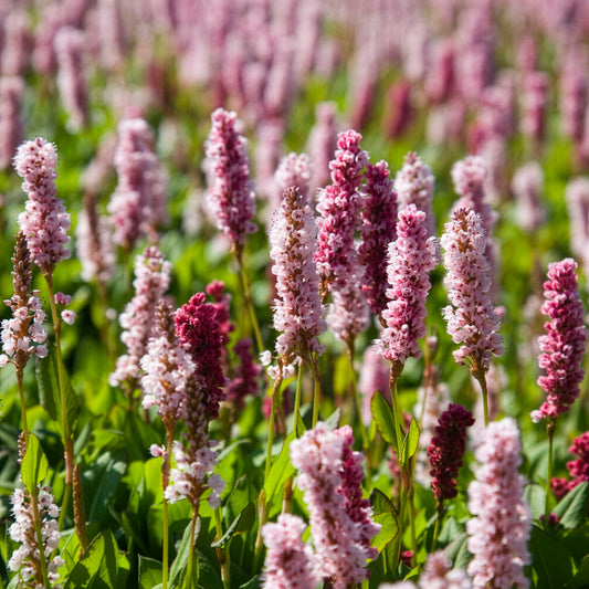 Duizendknooop Kabouter - Bakker