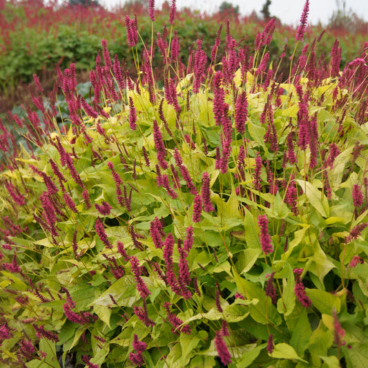 Duizendknooop Golden Arrow - Bakker