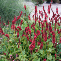 Verkoop Duizendknooop Blackfield