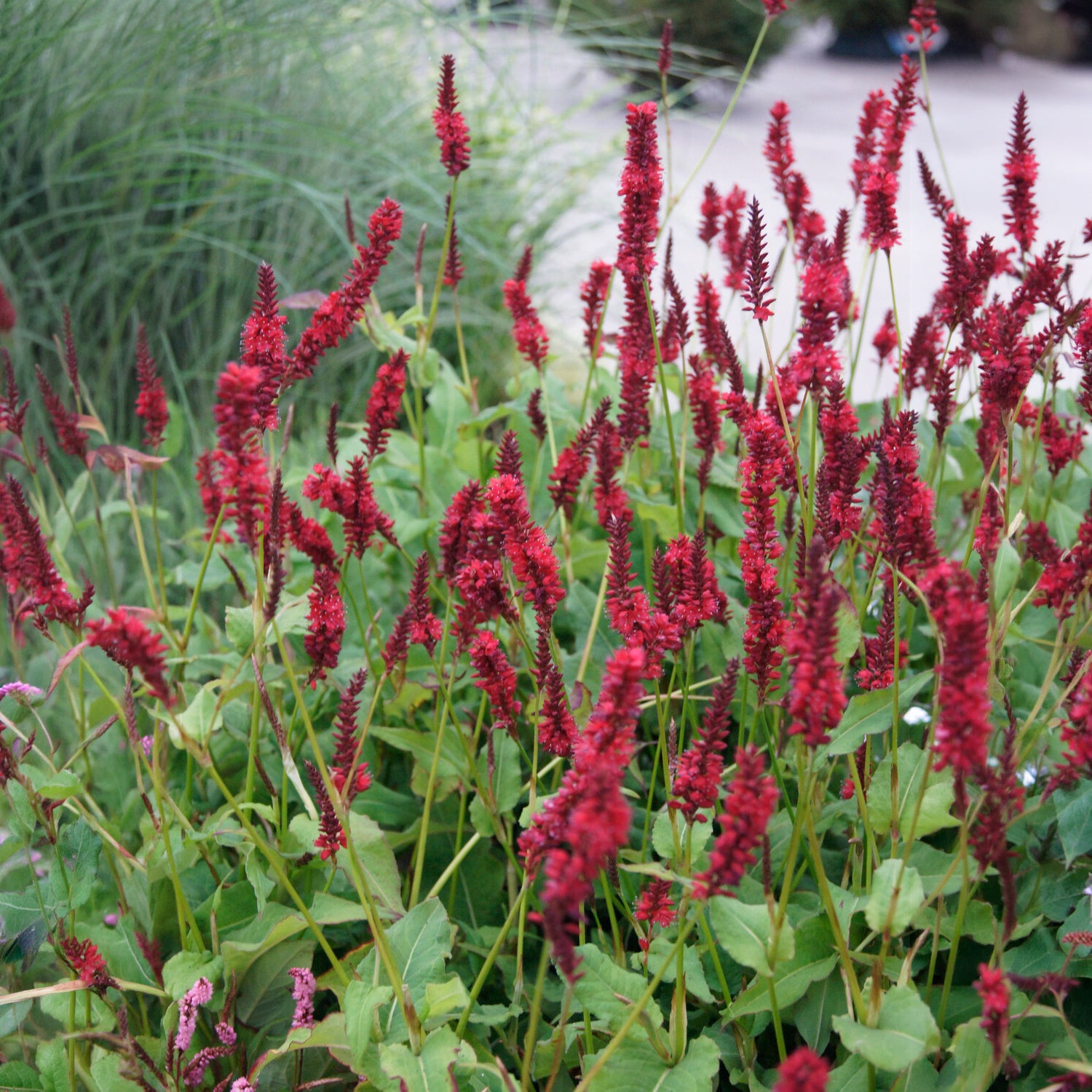 Verkoop Duizendknooop Blackfield