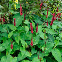 Duizendknooop Blackfield - Persicaria - Duizendknoop - Bakker