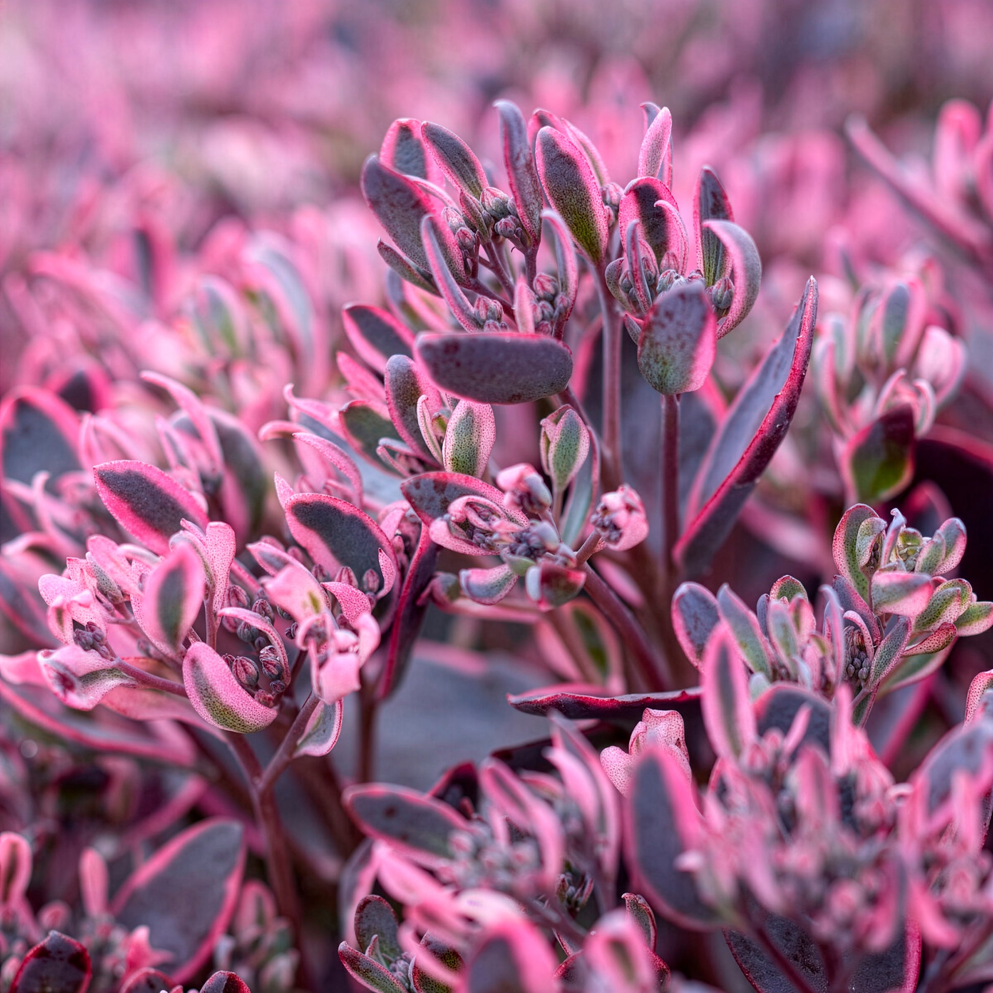 Muurpeper Dream Dazzler - Bakker