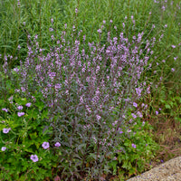 Verkoop Ijzerhard Bampton - Verbena officinalis Bampton