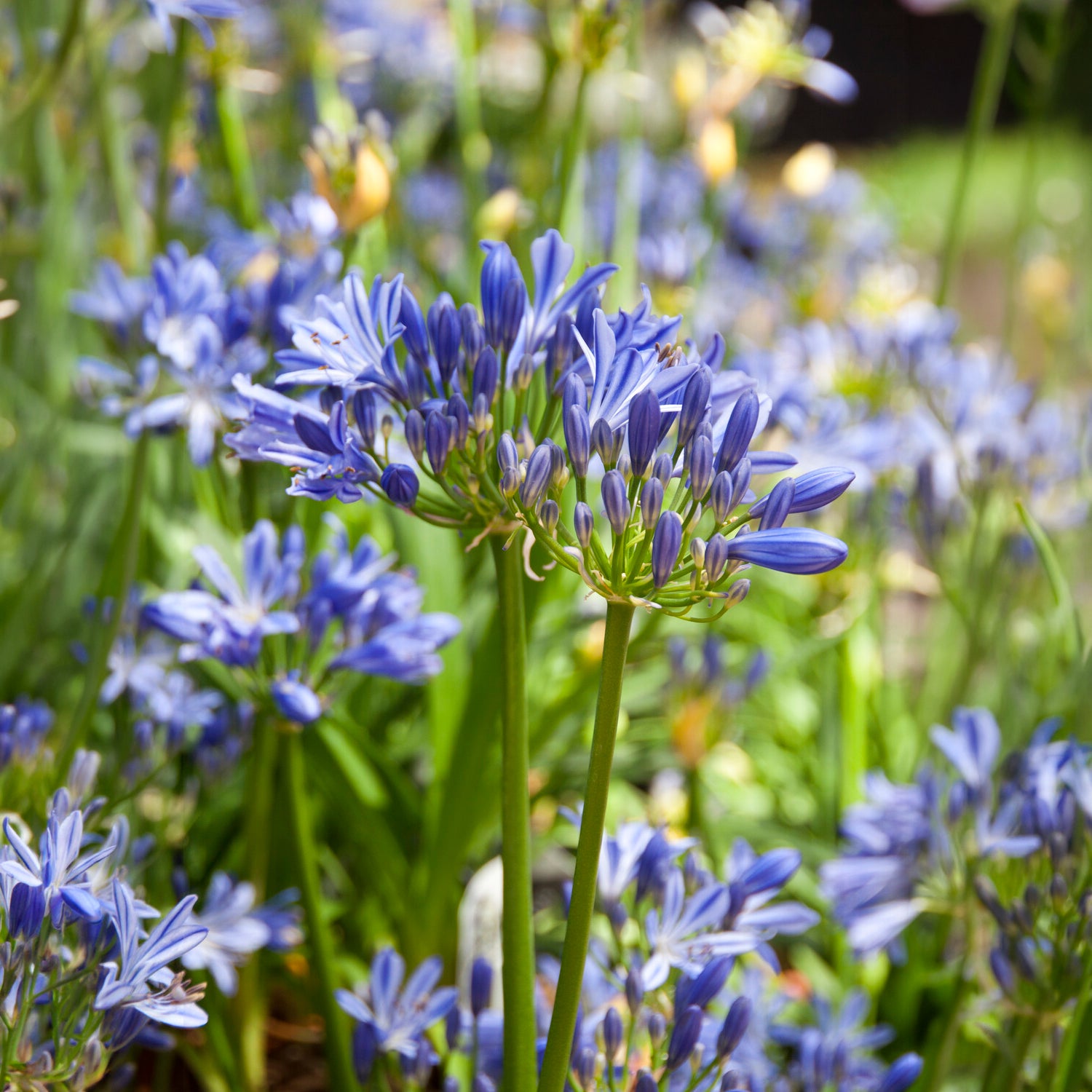Afrikaanse lelie  Charlotte - Agapanthus Charlotte - Bakker
