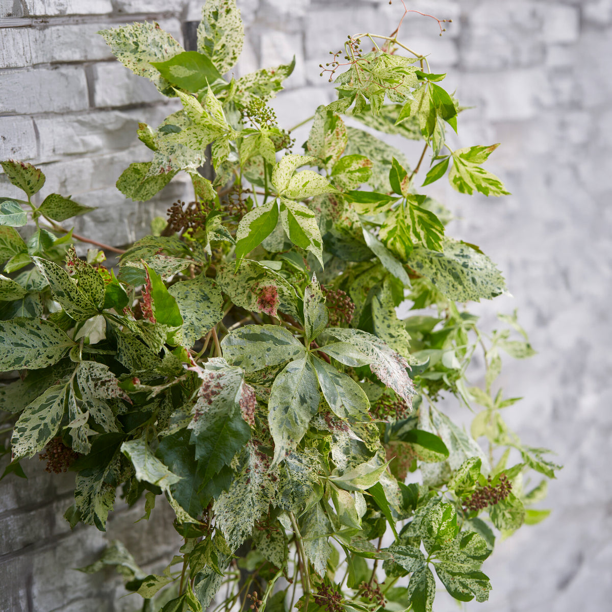 Wilde Wingerd  Monham Star shower® - Bakker