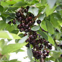 Kersenboom Regina - Bakker