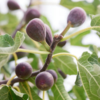 Dwergvijg Little Miss Figgy - Ficus carica Little Miss Figgy® - Bakker