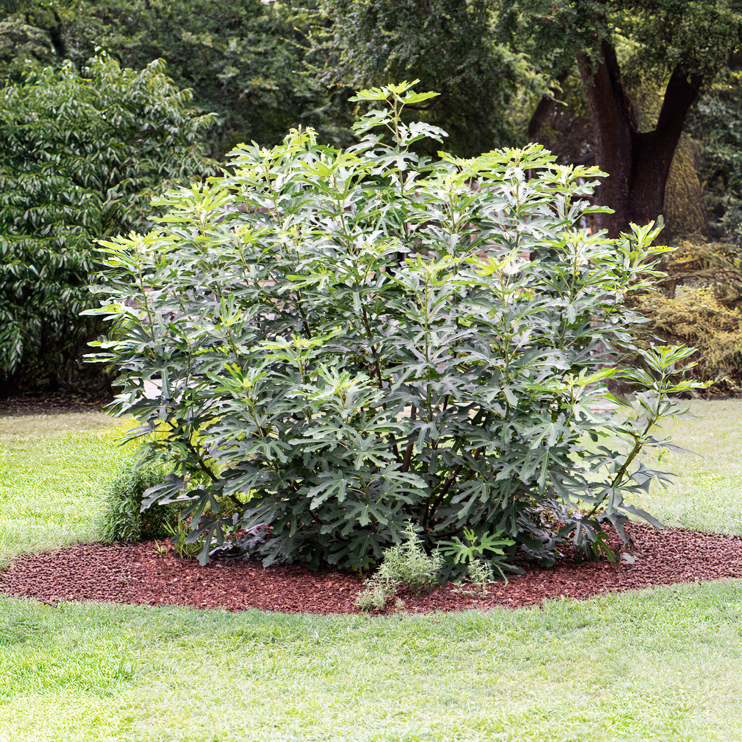 Dwergvijg Little Miss Figgy - Bakker