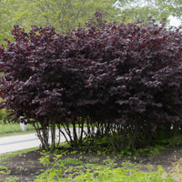 Hazelaar Rode Zellernoot - Corylus maxima Rote Zellernuss - Bakker
