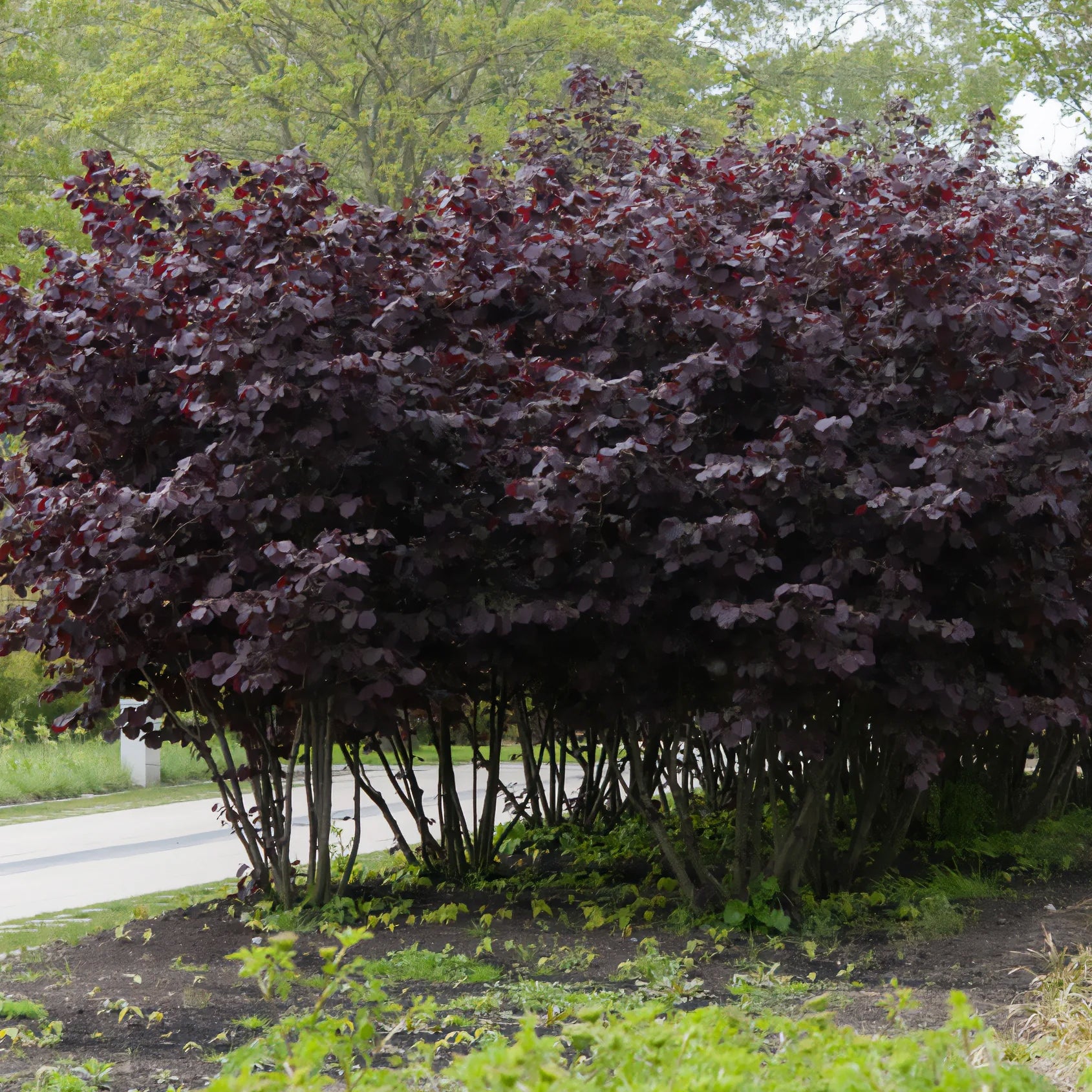 Hazelaar Rode Zellernoot - Corylus maxima Rote Zellernuss - Bakker