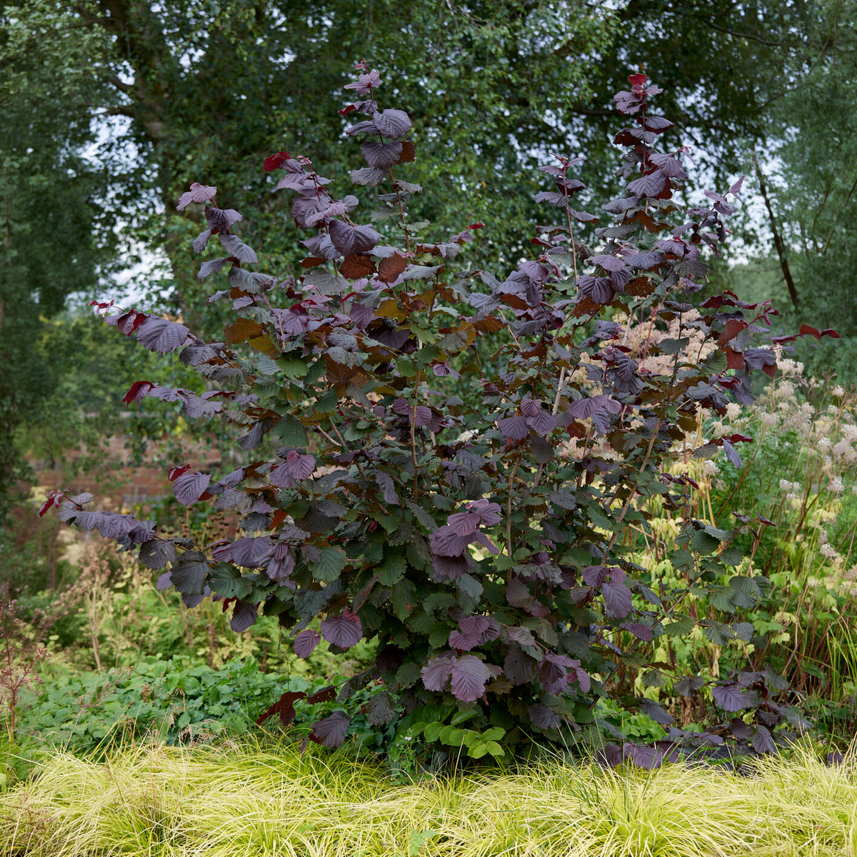 Hazelaar Rode Zellernoot - Corylus maxima Rote Zellernuss - Bakker
