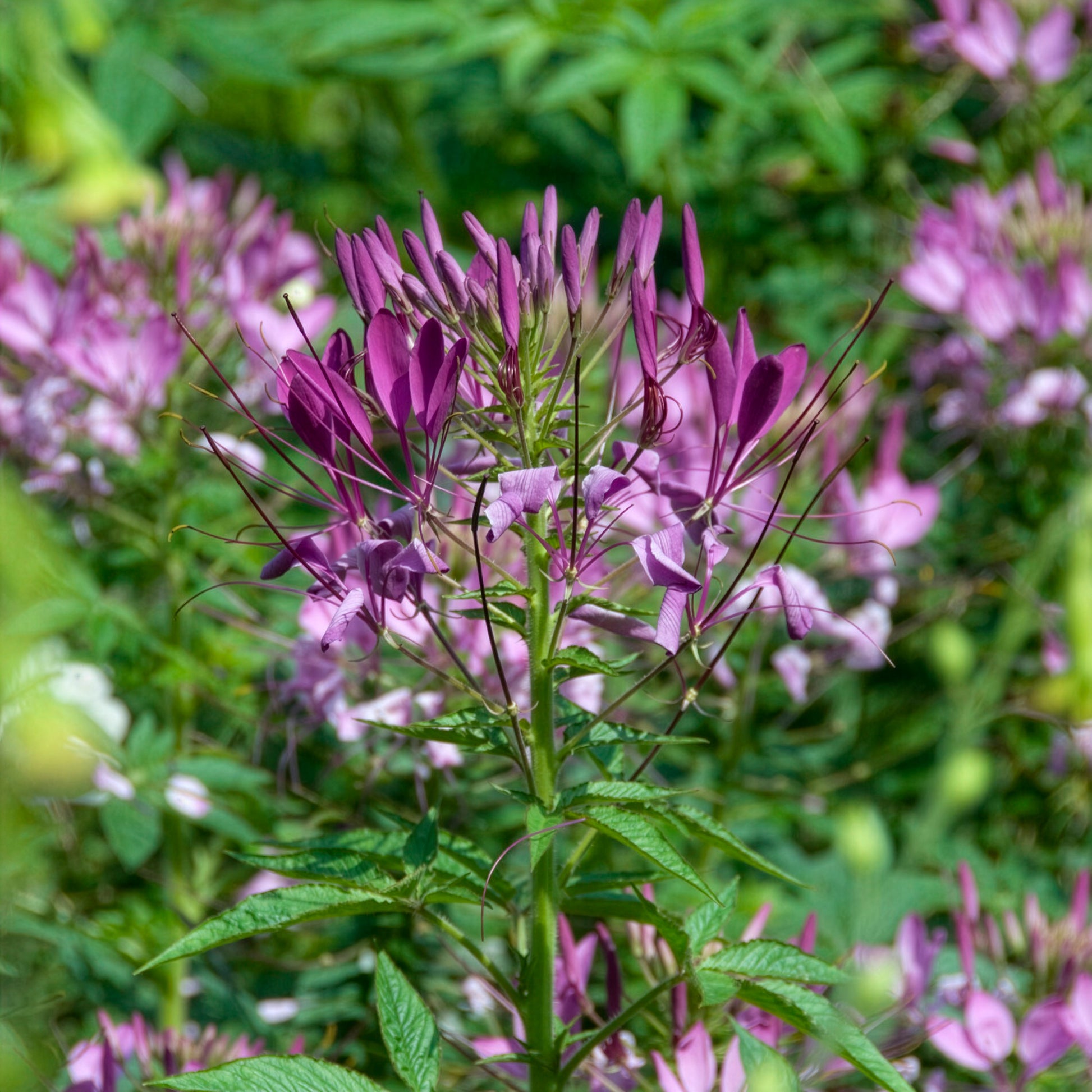 Kattensnor Violet Queen - Bakker