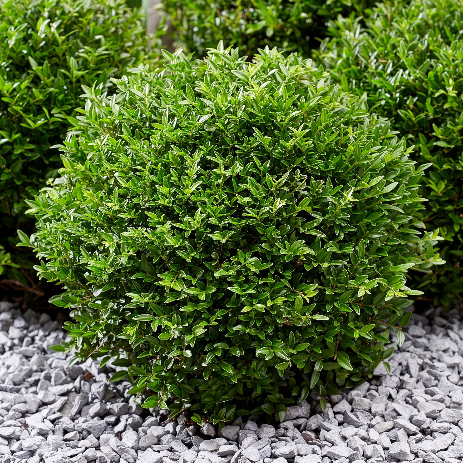 Struikkamperfoelie Green Breeze - Lonicera nitida Garden Clouds Green Breeze - Bakker