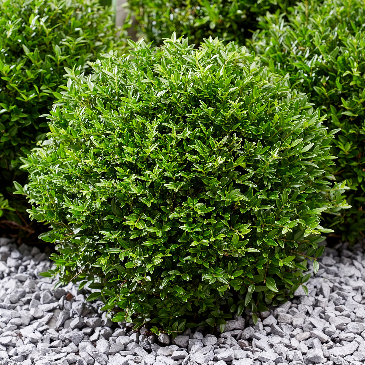 Struikkamperfoelie Green Breeze - Lonicera nitida Garden Clouds Green Breeze - Bakker