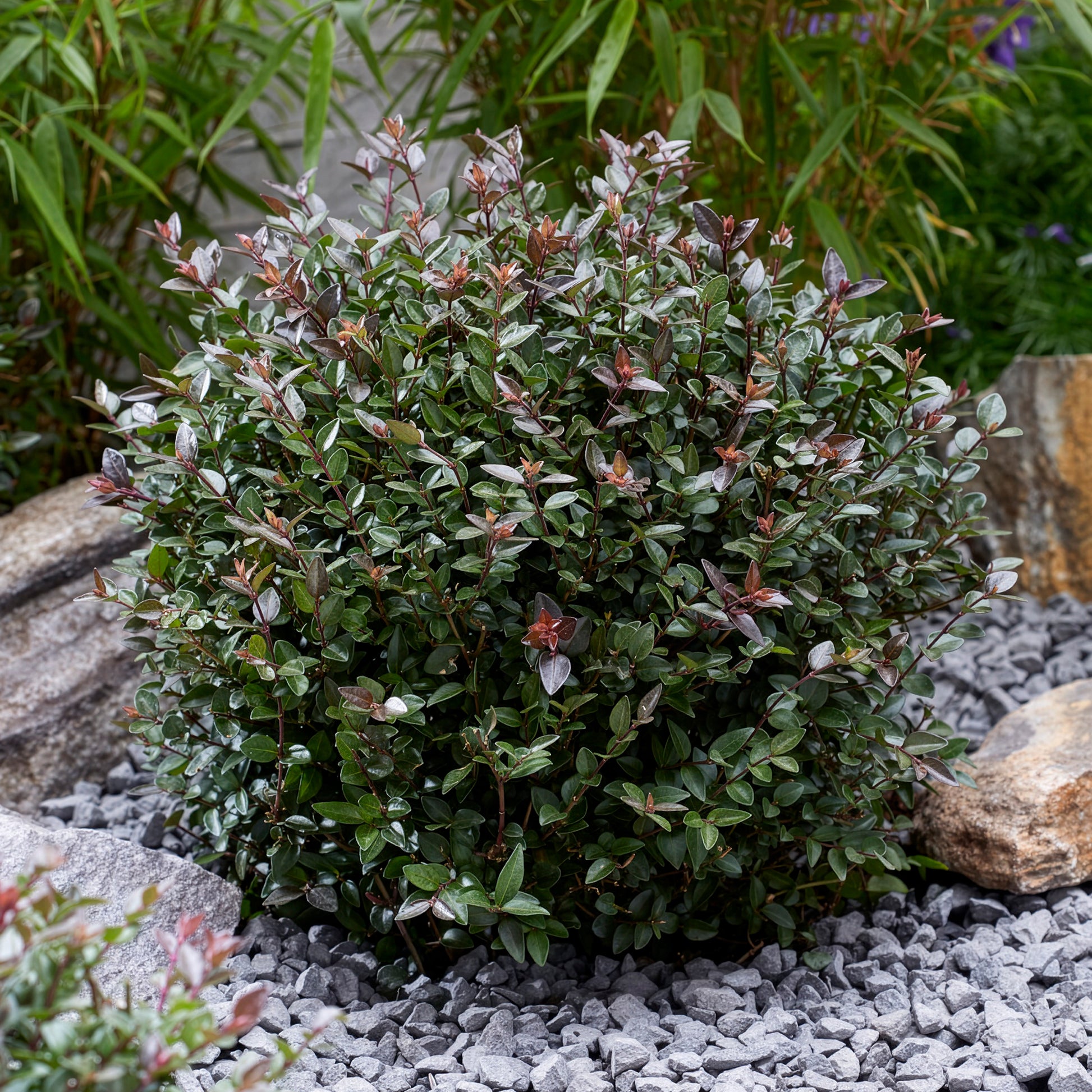 Struikkamperfoelie Purple Storm - Lonicera nitida Garden Clouds Purple Storm - Bakker