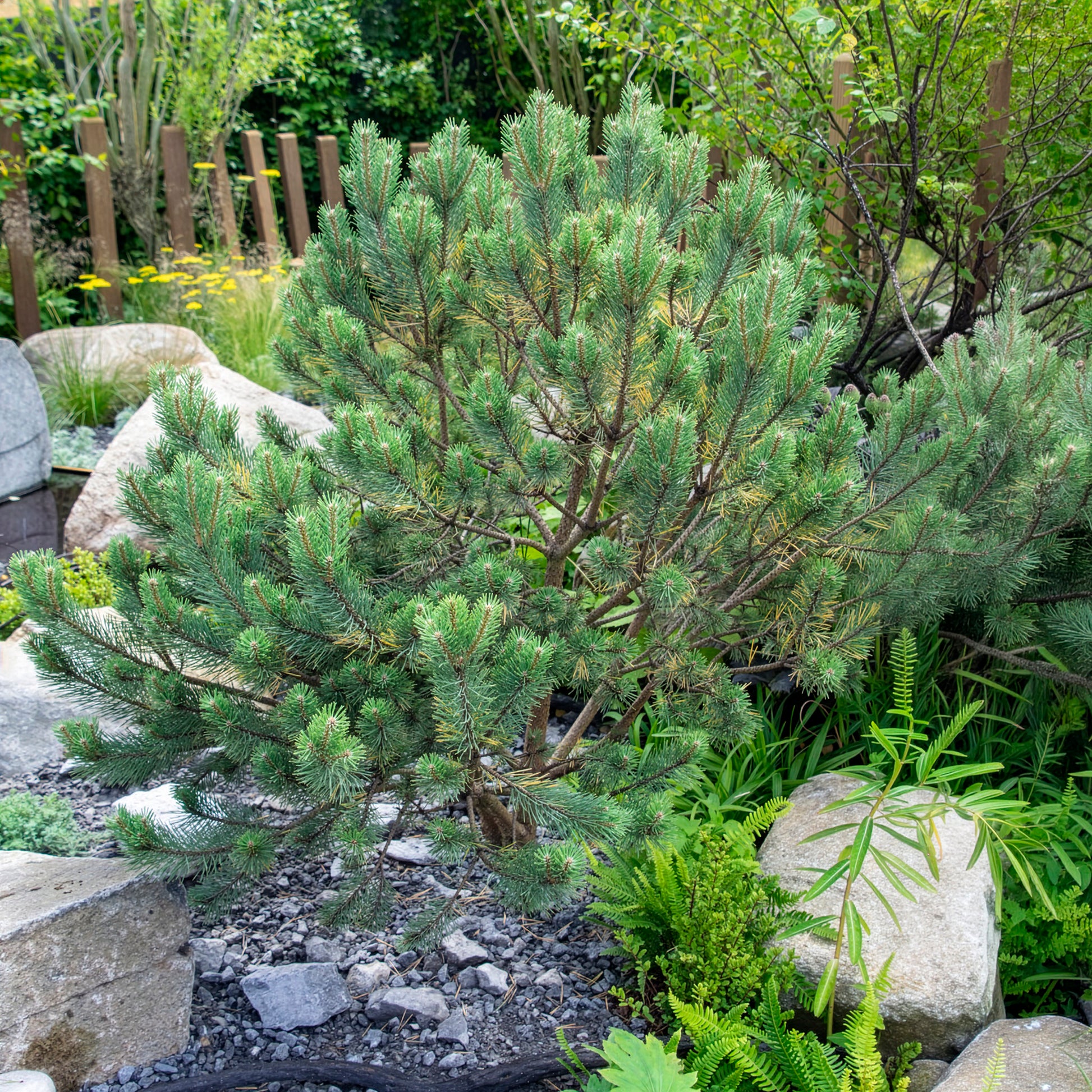 Grove den Watereri - Pinus sylvestris Watereri - Bakker