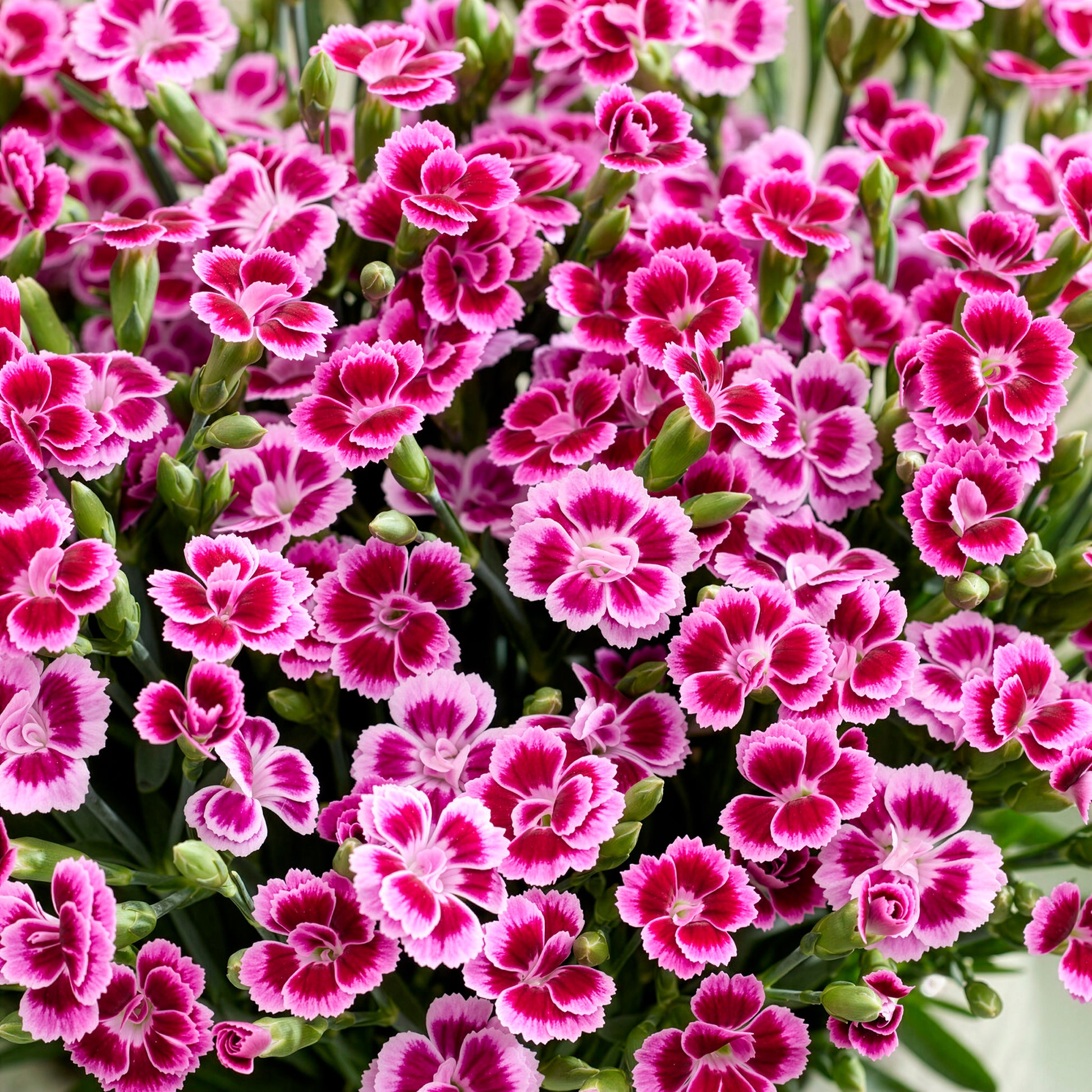 Anjer Pink Kisses - Dianthus caryophyllus - Bakker