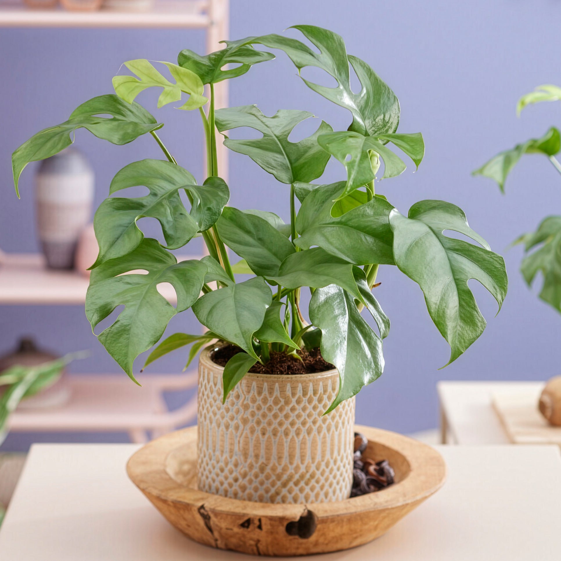 Verkoop Mini-Fensterblatt - Monstera Minima