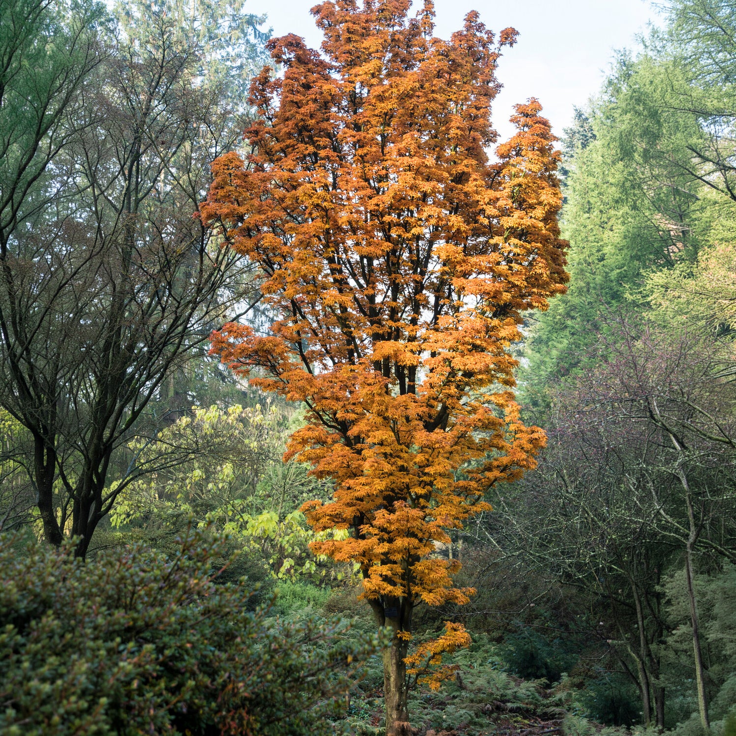 Japanse esdoorn Shishigashira - Acer palmatum Shishigashira - Bakker