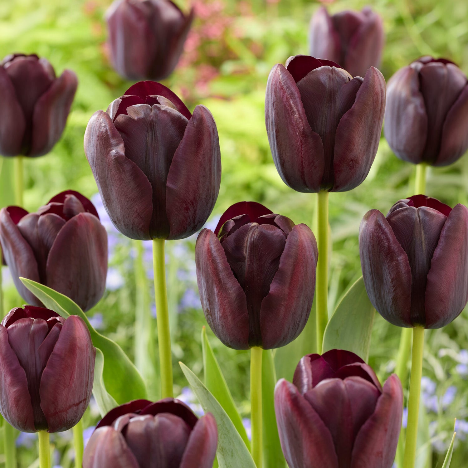 Tulipa Queen of Night - Tulp Queen of Night - Tulpen