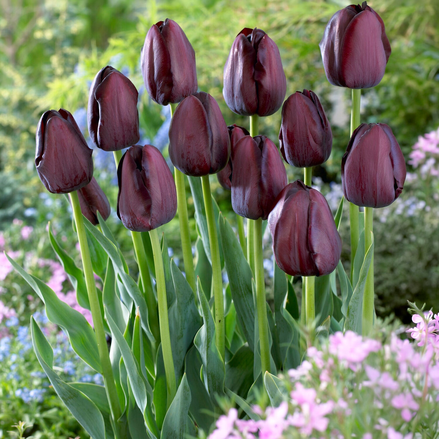 Tulp Queen of Night - Tulipa Queen of Night - Bakker