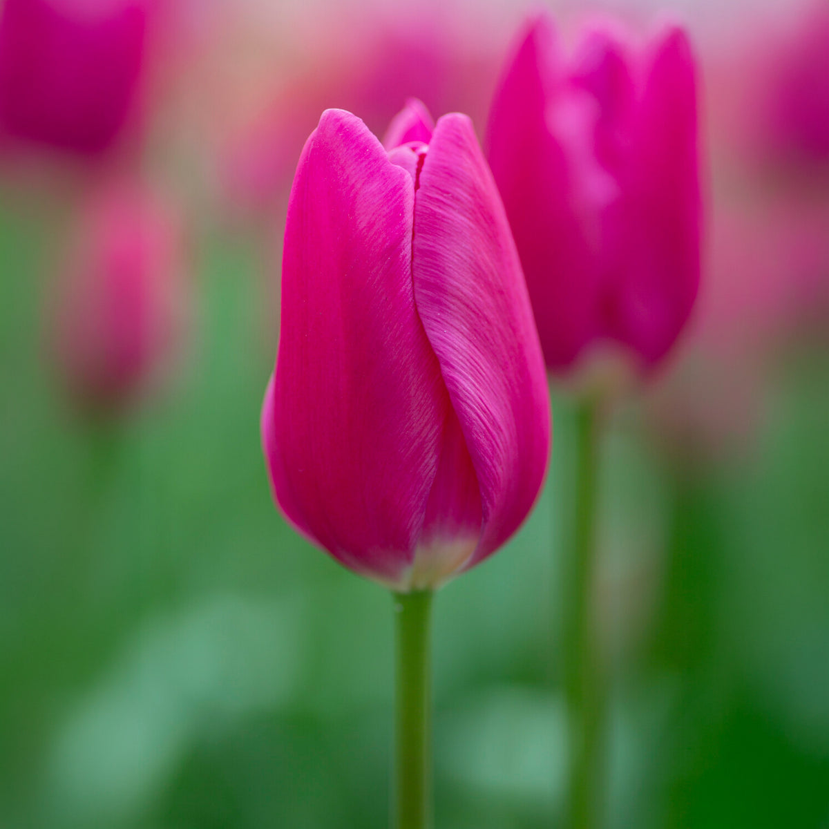 Triumph tulp Ardour - Bakker