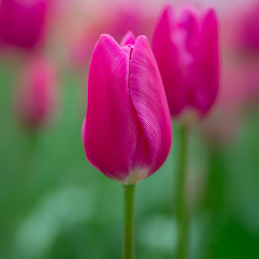 Triumph tulp Ardour - Bakker