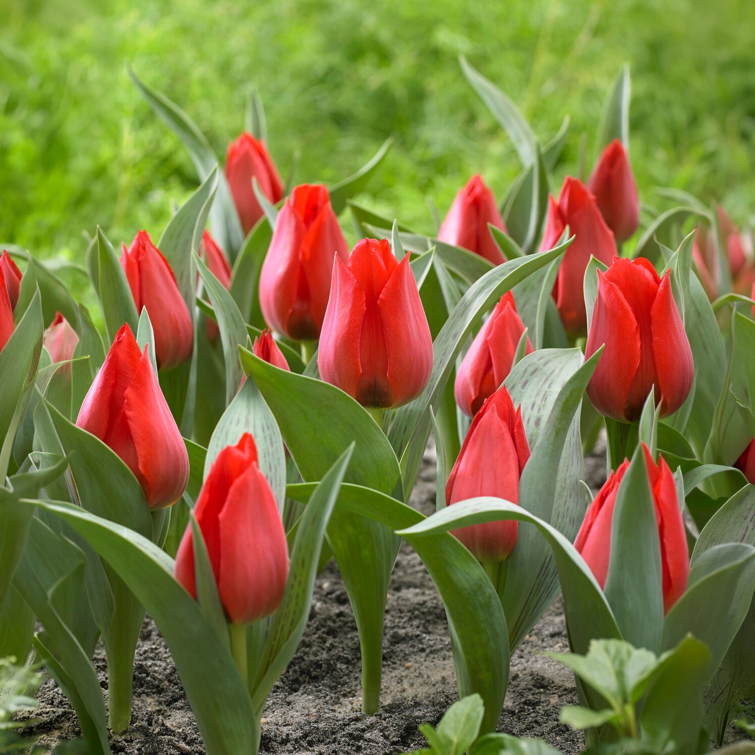 Botanische tulp Julius Caecar - Tulipa greigii Julius Caesar - Bakker