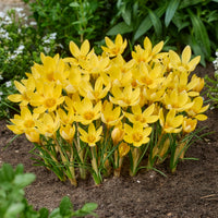 - 50 bollen bijvriendelijke bloemen geel/paars - Gemengde bloembollen