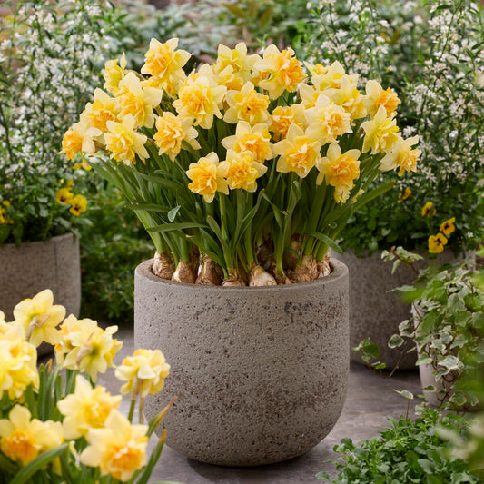 Dubbele narcis Growers Beauty - Bakker